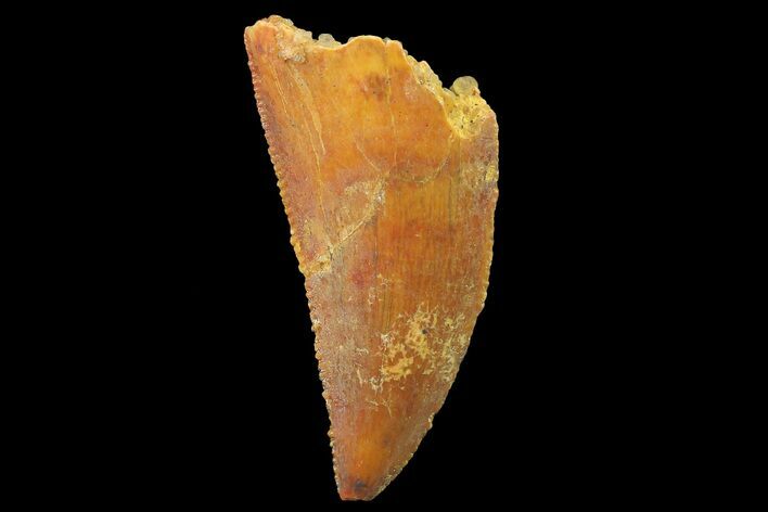 Serrated, Raptor Tooth - Real Dinosaur Tooth #179532